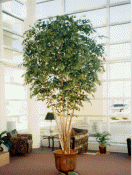 12' Ficus