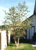 Heritage Birch