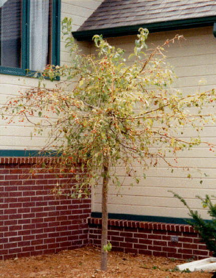 Red Jade Weeping Crabapple