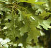 Shumard Oak Leaves Grn
