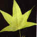 Sweetgum Leaf