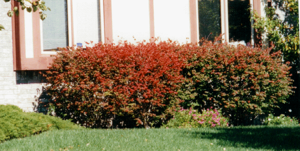 Burning bush